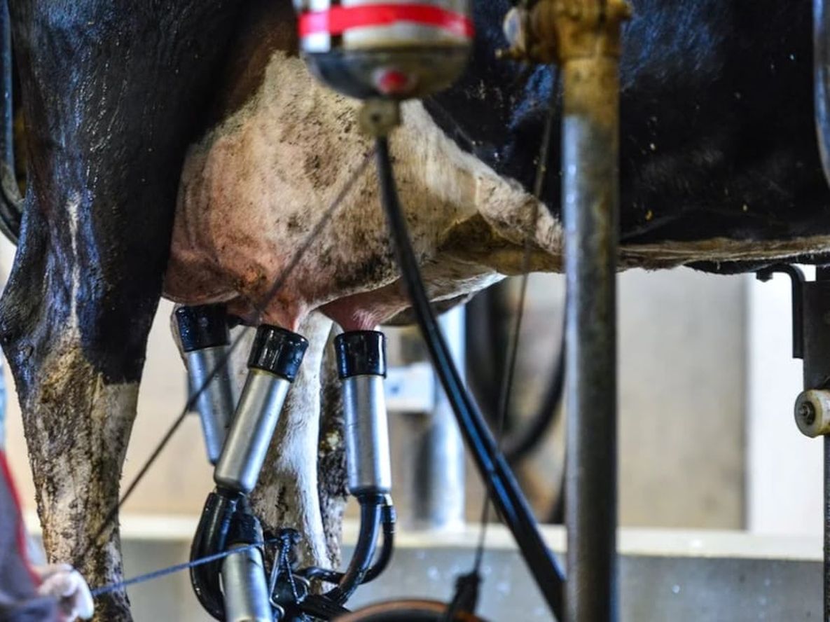 Aunque la producción de leche aumentó, los tambos aún no cubren los costos