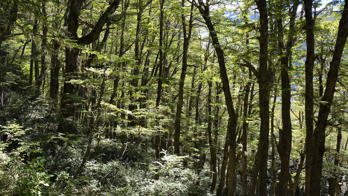 Bosques: la importancia de generar conocimiento para su manejo y conservación