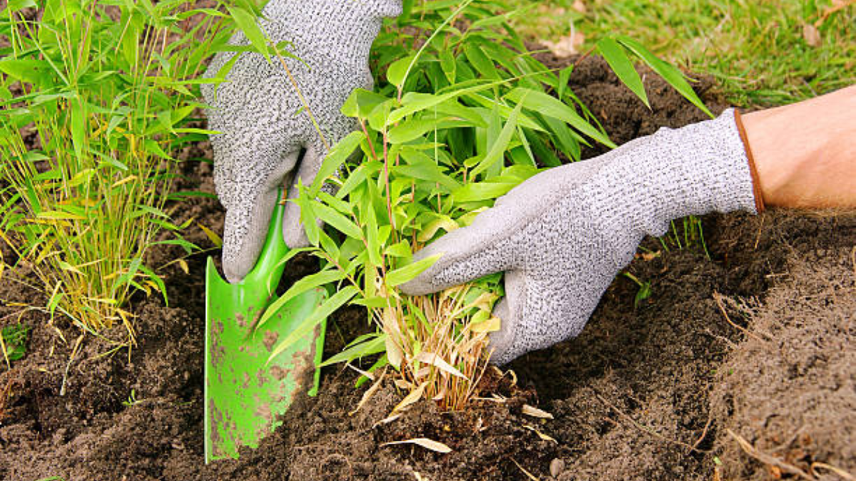 El bambú, la planta que crece más rápido y es más fuerte que el acero