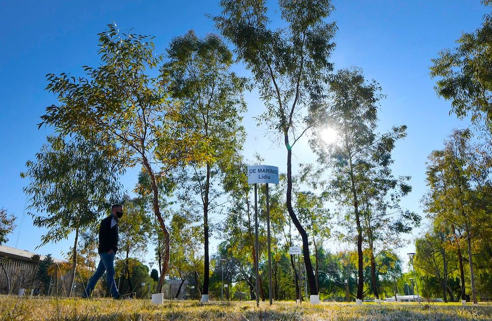 El cuidado de los árboles en Guaymallén
