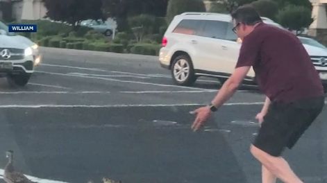 Un hombre murió tras ayudar a una familia de patos a cruzar la calle en Estados Unidos. Foto: captura Telemundo.