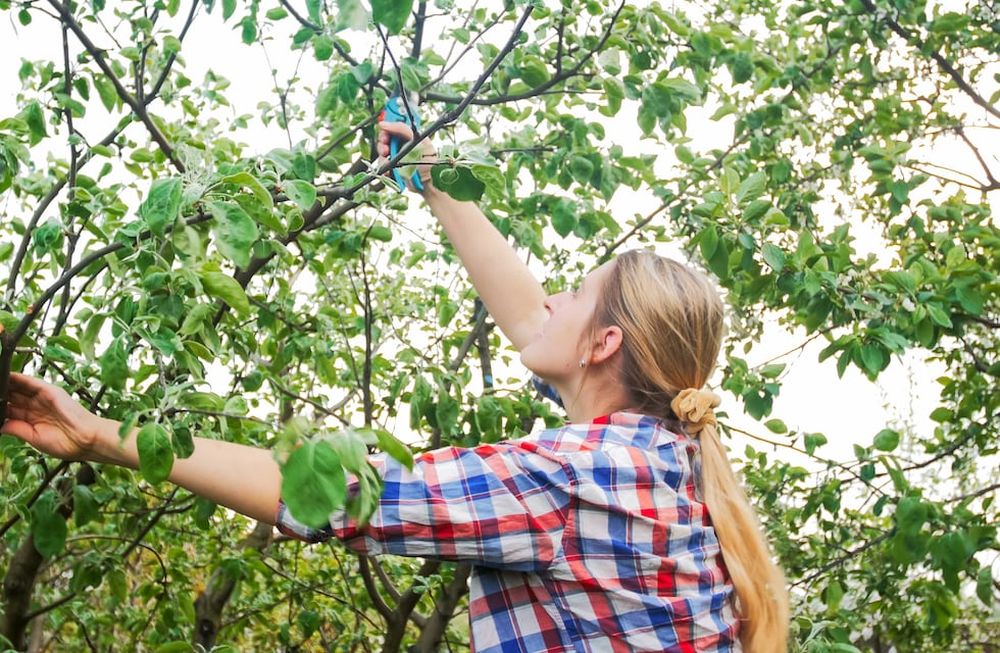 Durante el período de Luna menguante, disminuye la reproducción de bacterias y hongos, y esto repercute positivamente en la sanidad al momento de usar las tijeras para la poda.