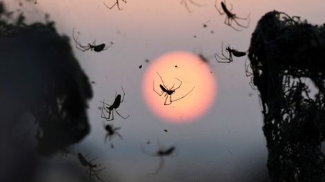 Las impresionantes imágenes de la tela de araña de 1.000 metros que tapó un lago en Grecia