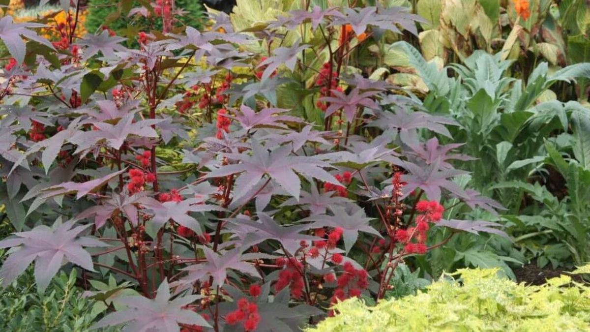 Cuáles son las 10 plantas más peligrosas para el jardín: por qué se recomienda retirarlas