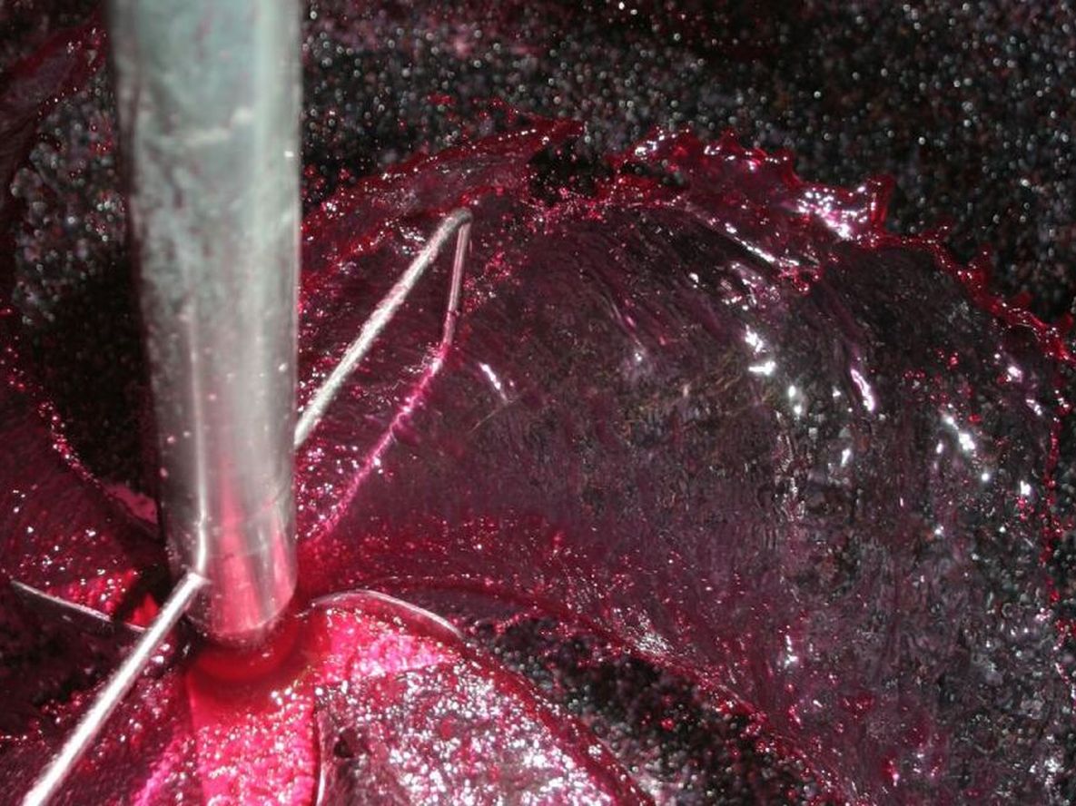 La Cámara Argentina de Vinos a Granel destaca que el Cabernet argentino ofrece desde opciones accesibles hasta ejemplares de alta gama.