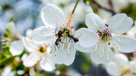 Los Andes | En pocos días, ejércitos de hormigas comenzarán a atacar los tiernos brotes de los árboles, subiendo a las plantas un tendal de cochinillas y pulgones. Foto: 123RF