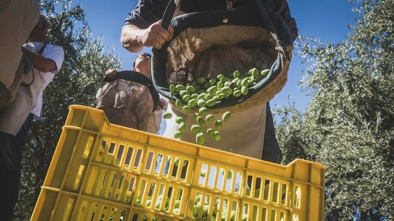 Poco desarrollo: si bien la provincia tuvo años con auge ahora San Juan y la Rioja lideran en cuanto a tecnología para cosechar y desarrollar nuevos olivares. Foto: Ignacio Blanco / Los Andes