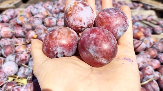 El fruto fresco se comercializa poco, pero China también está interesado en las frutas de carozo.