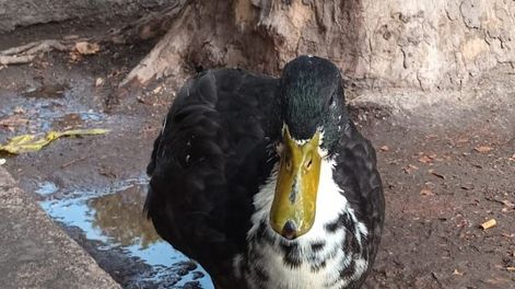Ahora el pato Juan tiene novia y amigos nuevos