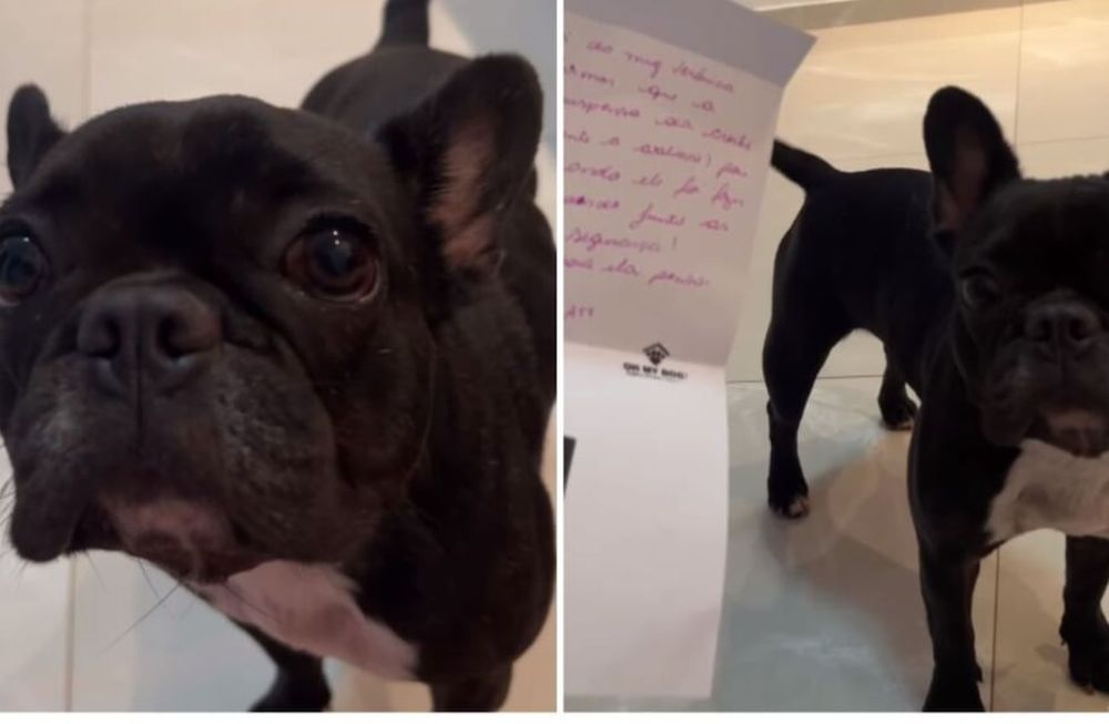 La canina intentó acercarse a su dueño pero su intento por reconciliarse falló, ya que el hombre siguió leyendo la carta. Gentileza: Noticias Caracol.