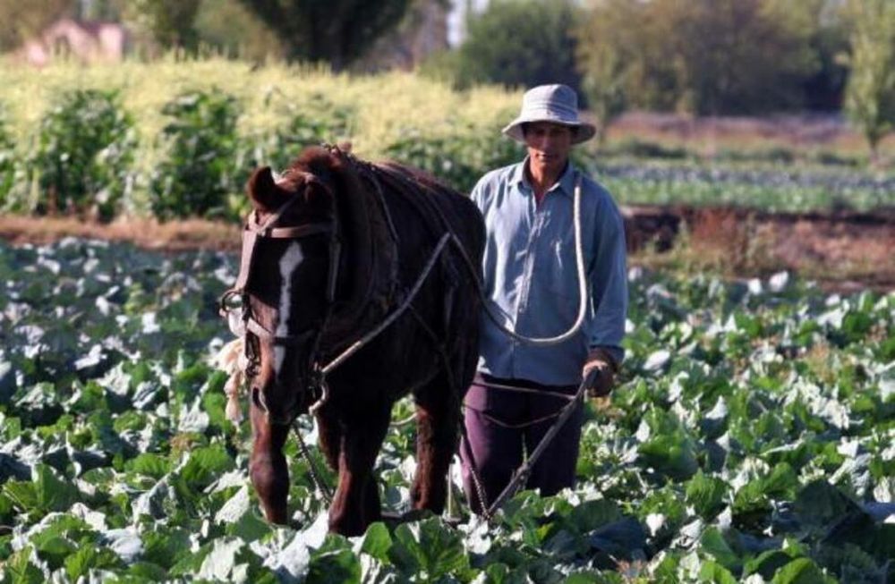 Horticultura: Productores advierten sobre una merma por baja rentabilidad.