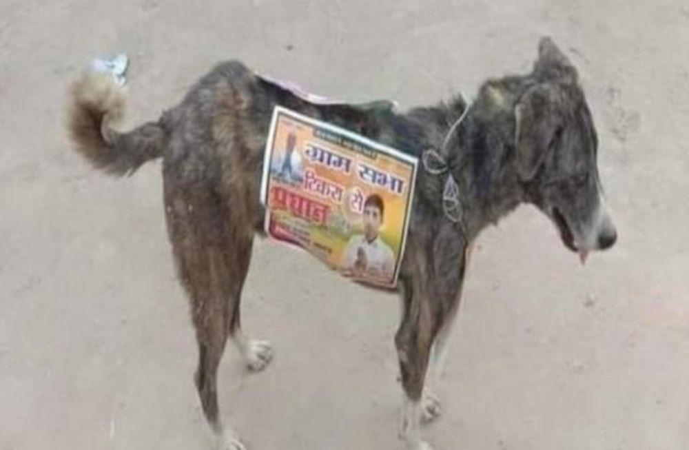 Políticos indios utilizan perros callejeros para hacer publicidad callejera. Foto: Gentileza.