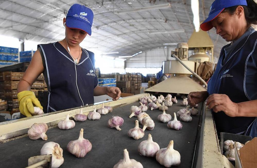 Alivio a productores: extienden el arancel al ajo chino en Brasil