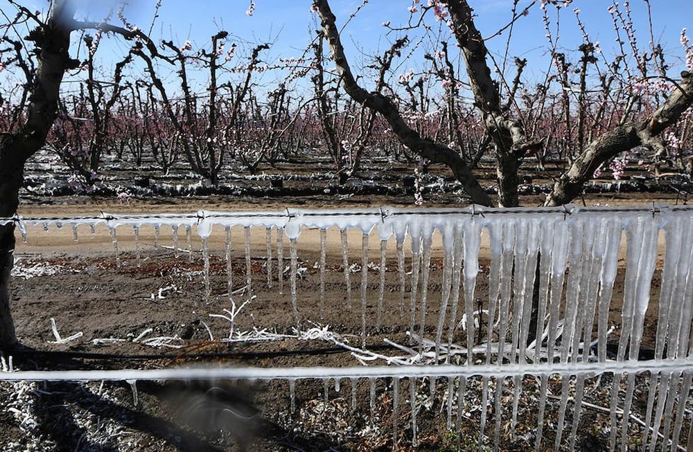 El sistema cubrirá a los adheridos ante siniestros de heladas y granizo entre el 1 de septiembre de 2022 y el 31 de mayo de 2023.Foto: Claudio Gutiérrez  Los Andes