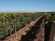 Desde el Ieral, de la Fundación Mediterránea, plantean que la estabilidad macro podría acentuar un cambio en la matriz productiva de Mendoza&nbsp; 