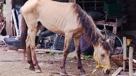 Los Andes | caballo 1