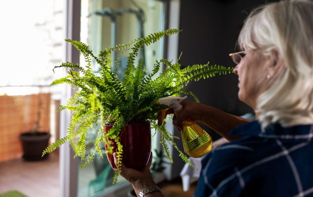 La decoración de interiores con plantas es un beneficio para el bienestar diario pero algunas están prohibidas por las propiedades que expulsan.