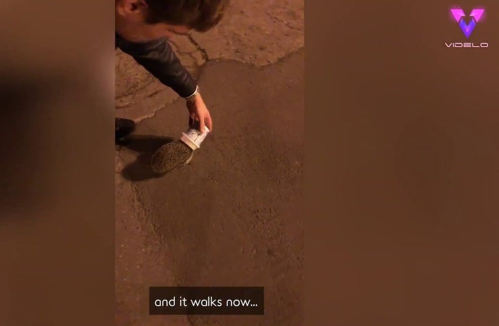 Los Jóvenes iban por la calle cuando vieron al pequeño animal atrapado en un vaso de helado.