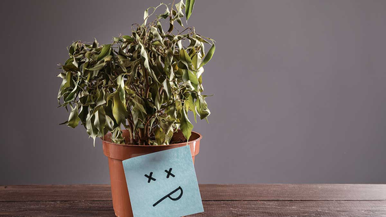 Si tus plantas parecen muertas, tienen una solución.