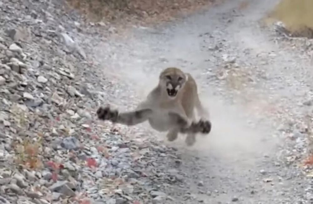 Aterradora persecución: se cruzó con una furiosa madre puma mientras caminaba y tuvo que correr por su vida