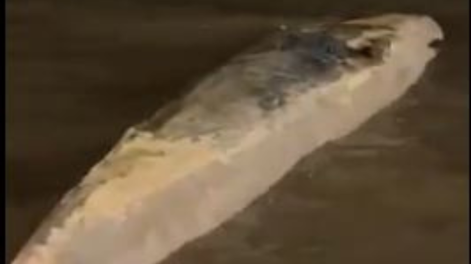 Misterio y preocupación por la aparición de otra ballena encallada en el Río de la Plata