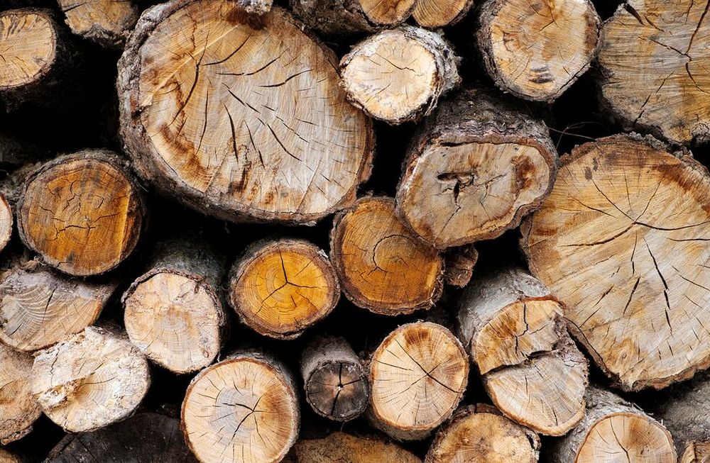 Tijereta, la plaga que ingresó al país en cargamentos de madera. Foto: Archivo