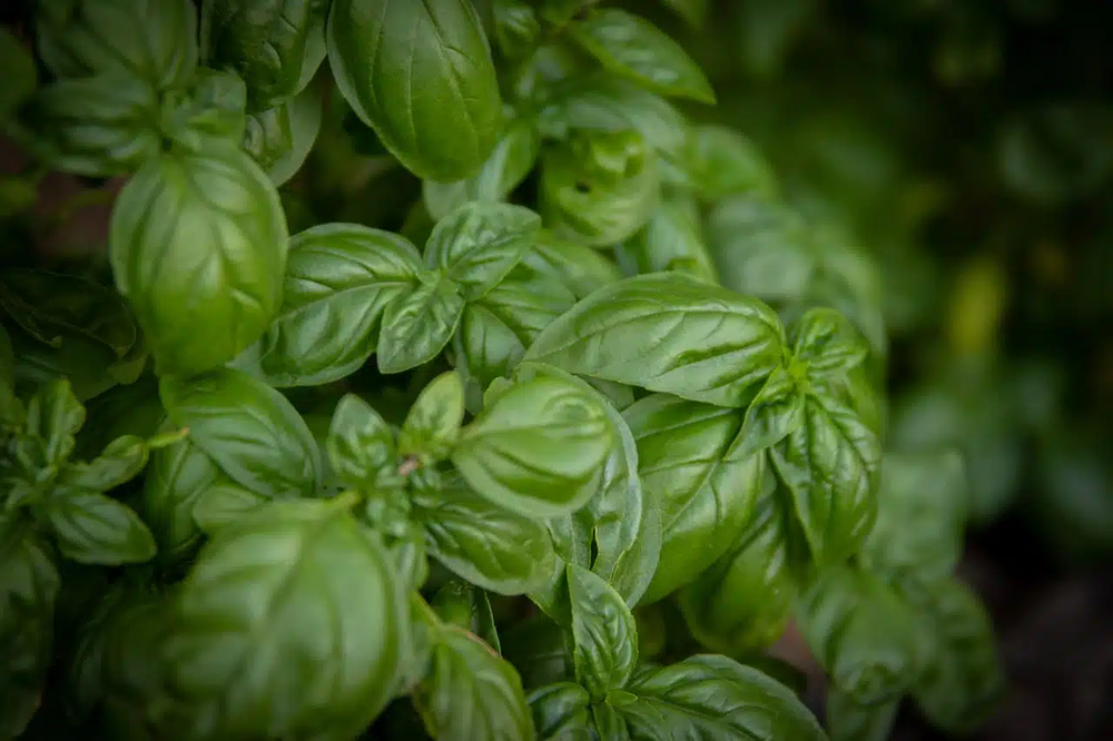 En el jard&iacute;n, la jardiner&iacute;a advierte que muchas plantas como la albahaca se ennegrecen en verano por errores invisibles, incluso cuando reciben riego diario.