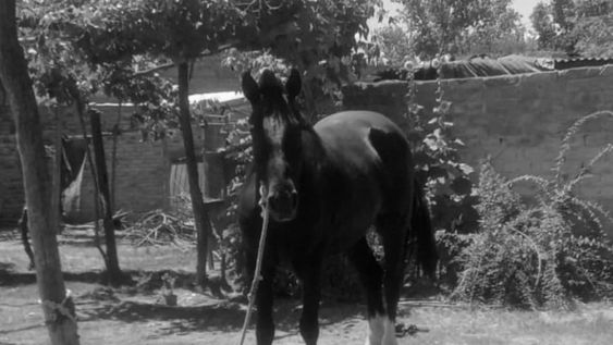 Lolo, el caballo robado y faenado. Gentileza PEMPA.