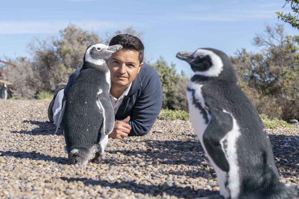 Secretos de los pingüinos: misterios, interrogantes y curiosidades de la especie que conquistó el Hemisferio Sur. Foto: Gentileza National Geographic