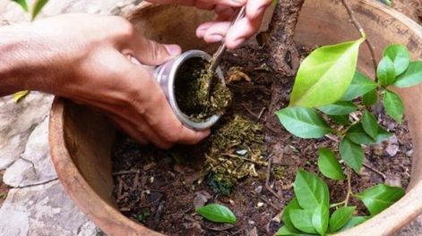 ¿Es bueno tirarla a las plantas apenas se deja de usar?
