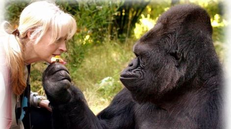 Una heroína llamada ‘Koko’ - Por Rosa Montero