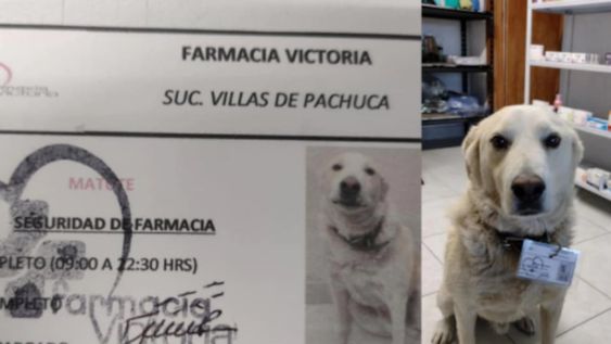 Perrito designado jefe de seguridad en una farmacia. Foto: Facebook