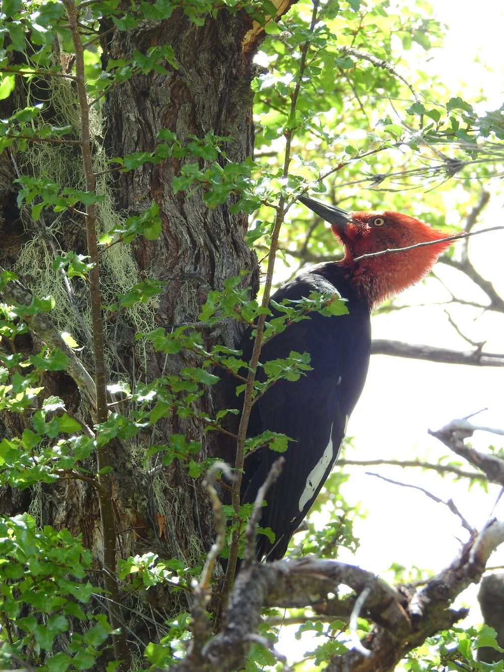 Habitante alado. Carpintero gigante macho en el bosque.