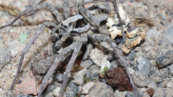 Araña zorro descubierta en Reino Unido tras 27 años de ausencia - Surrey Wildlife Trust