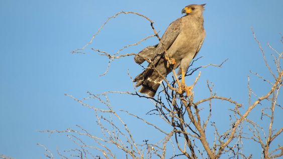 El águila coronada es una de las especies más emblemáticas de los ambientes áridos y semiáridos de la Argentina y también una de las más seriamente amenazadas. - Foto: Ibai Alcelay