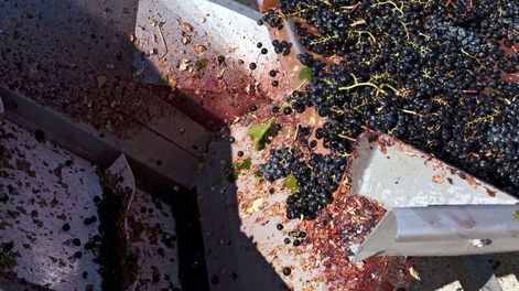 Esta técnica permite conservar mosto virgen y mosto sulfitado desulfitado antes de su fermentación