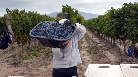 Viñatero y bodeguero: se imponen los contratos para la próxima cosecha - Por M. Manzanares