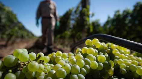 Los Andes | CAMBIOS. En los últimos 30 años se ha notado una migración de la producción de las uvas blancas a las tintas, tanto en Mendoza como en el resto del país. / Foto: Ignacio Blanco / Los Andes