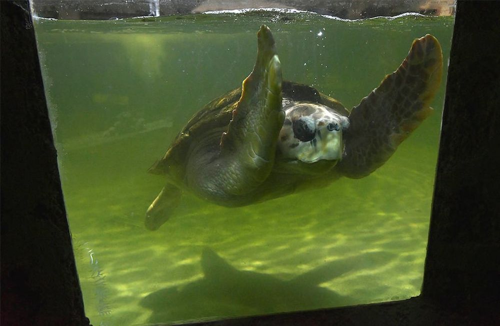 El Tortugo Jorge ya está en Brasil: la emotiva canción de un mendocino que cuenta cómo 