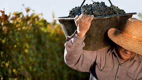 Norton adapta maceraciones y barricas para vinos de guarda con estructura y complejidad.