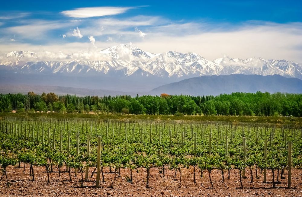 Producciones orgánicas con INCENTIA