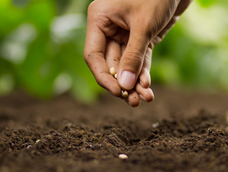 19 semillas que debés sembrar desde hoy para tener un jardín floreciente en noviembre 19 semillas que debés sembrar desde hoy para tener un jardín floreciente en noviembre