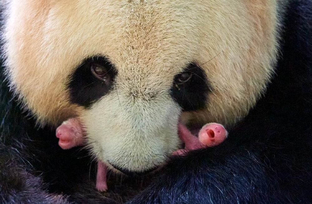 Las crías de panda están en perfecto estado en el Zoo de Beauval. / Archivo