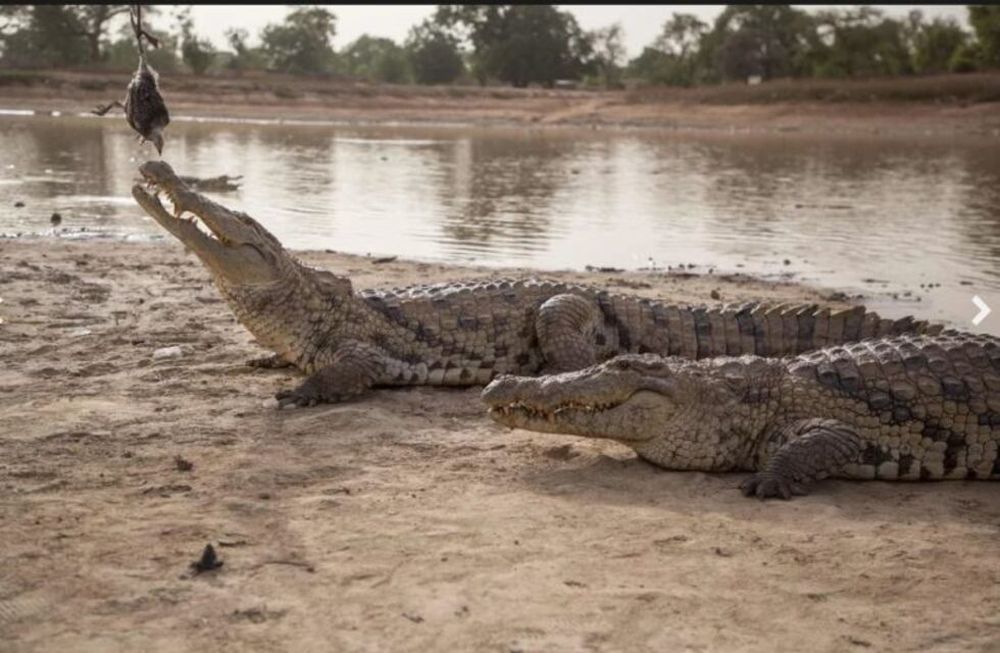 El cocodrilo no ha cambiado casi nada en su evolución.