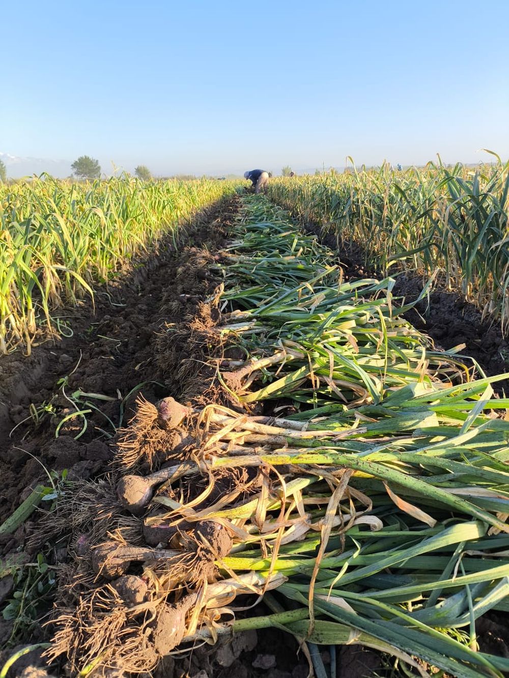 Valle de Uco. Cosecha de ajo en verde. Una vez arrancado, el bulbo se deja secar unos días antes del acopio o calibrado para exportación.