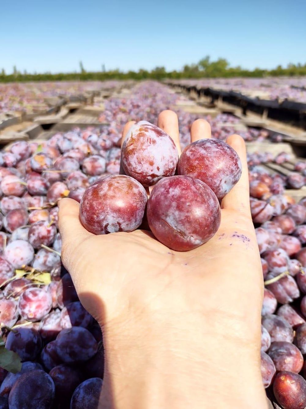 El fruto fresco se comercializa poco, pero China también está interesado en las frutas de carozo.