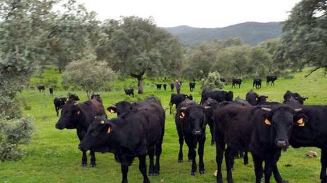 ¿Cómo es el creciente mercado de carne pastoril? - Por Aníbal J. Pordomingo
