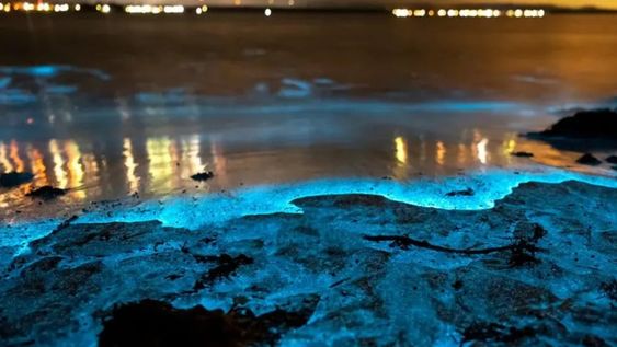 La bioluminiscencia suele ser de color azul, porque esta es la luz que viaja mejor a través del agua, pero puede variar desde casi violeta hasta amarillo verdoso. Foto: La Gaceta