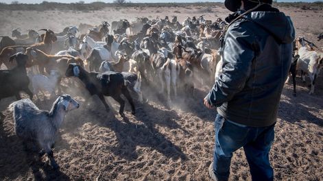 La produción caprina se mantiene estable.Mendoza 07 de agosto de 2019   SociedadHistorias de la sequía. En el desierto de Lavalle se vive críticamente la falta de lluvias y los cauces de los ríos se secan a diario.En el Puesto Díaz, Antonio Díaz es uno de los productores de chivos y cabras, se ven oblgados a sacar sus animales, a pastar por largas caminatas, debido a que el alimento escasea por la sequía.Foto: Orlando Pelichotti/ Los Andescrisis hidráulica agua pastura clima desierto calor humedad temperatura termómetro