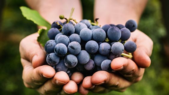 banco macro impulsa a bodegas y vinedos con soluciones financieras pensadas para la vitivinicultura